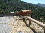 Bustanico: Kuh am Hang