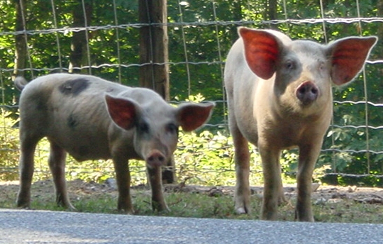 Wildschweine in der Castagniccia