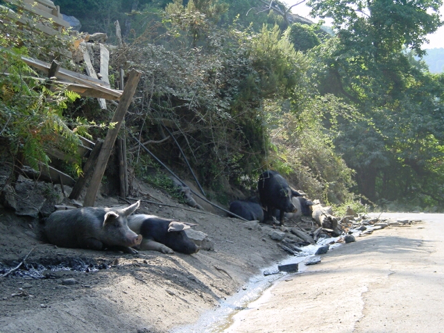 Korsische Wildschweine in der südlichen Castagniccia