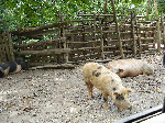 Korsische Wildschweine