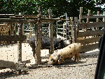 Korsische Wildschweine